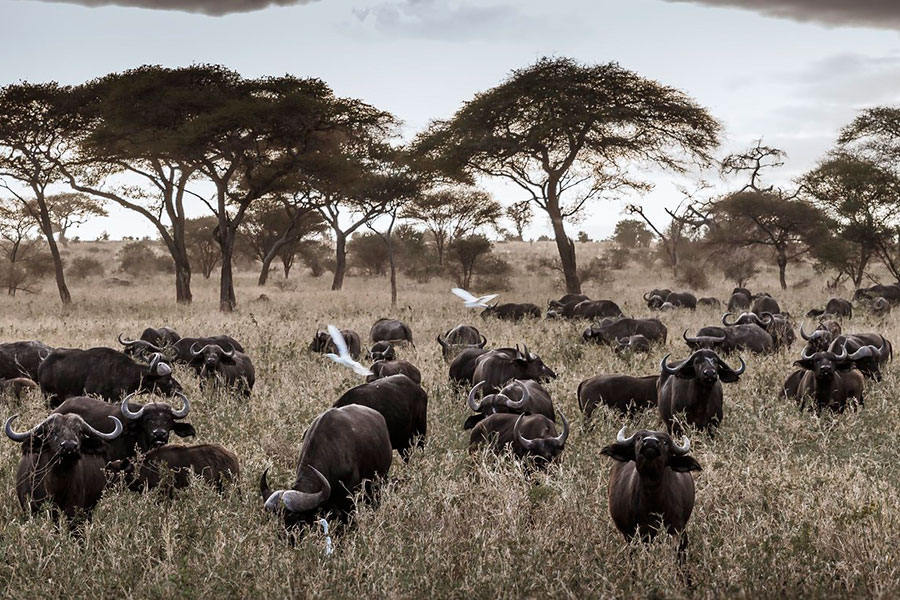Northern Tanzania safari landscape